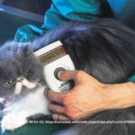 National Microchipping Month