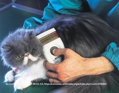 Read more about the article Microchipping