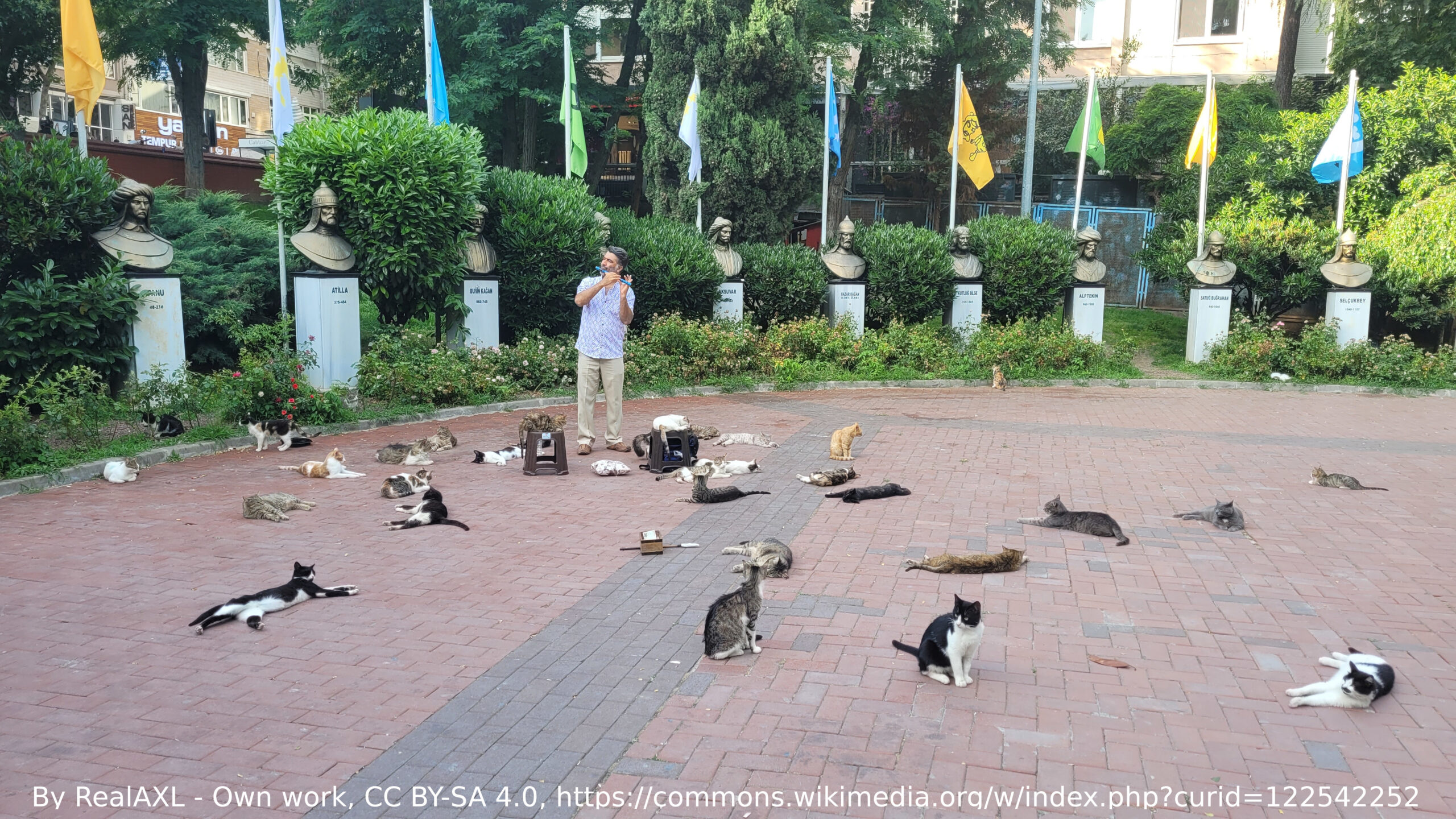 Istanbul's Cats - The Petflap Draughtproof Pet Door