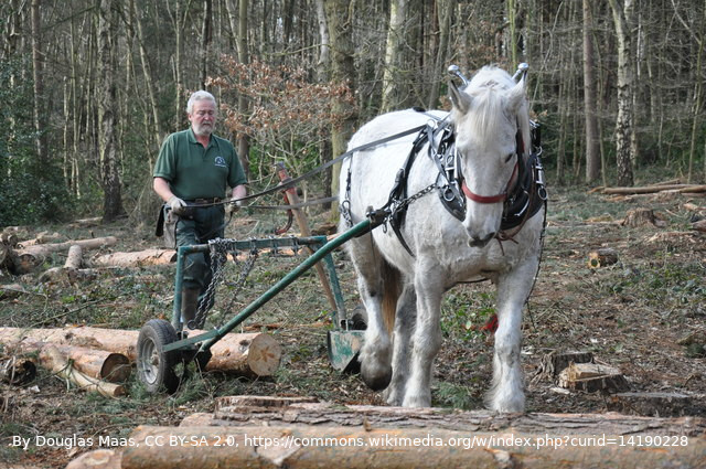 animals with jobs