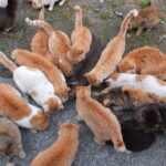 japan's cat island